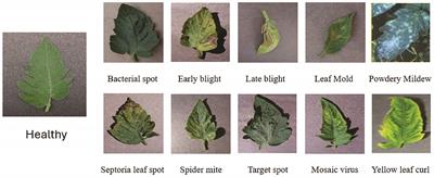 Tomato disease detection with lightweight recurrent and convolutional deep learning models for sustainable and smart agriculture